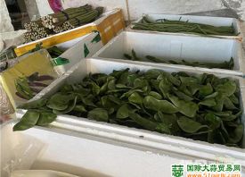 德州齊河：供應充足 菜價回落 ()