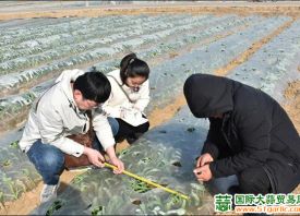 平度：開展大蒜種植試驗 ()