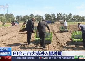 邳州：60余萬(wàn)畝大蒜搶種中 ()