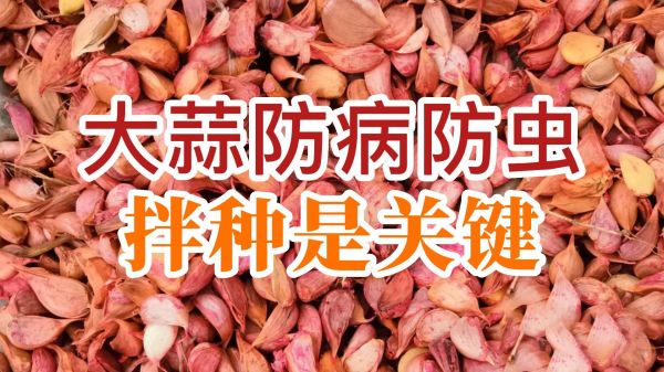 大蒜防病防蟲、拌種是關(guān)鍵 ()